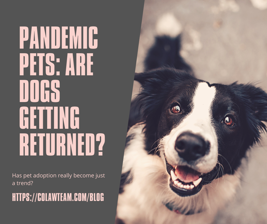 Pandemic Pets: Are Dogs Getting Returned? - Colorado Lawyer Team, .