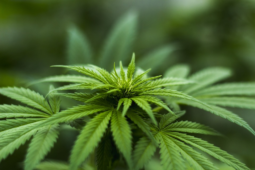 Marijuana Possession Laws and Penalties in Colorado